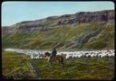 Image of Sheep and Herder in Iceland [Rettir]